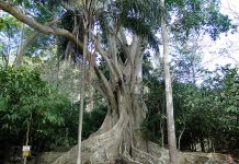 Visitas suspensas ao Santuário da Mãe Peregrina, na Gameleira
