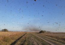 Nuvem de gafanhotos: governo declara emergência fitossanitária