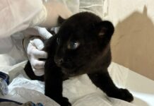 Iema acompanha manejo de filhote de onça em zoológico