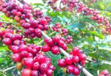 Produção de café no Brasil deve cair 4,4% em 2025, aponta Conab