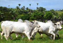 Organização Mundial de Saúde Animal reconhece Brasil como livre de febre aftosa sem vacinação