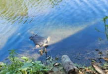 Corpo é encontrado às margens de lagoa na zona rural de Boa Esperança