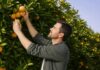 Dia do Citricultor destaca a importância dos produtores de laranja, limão e tangerina no Espírito Santo