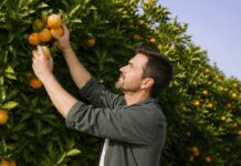Dia do Citricultor destaca a importância dos produtores de laranja, limão e tangerina no Espírito Santo