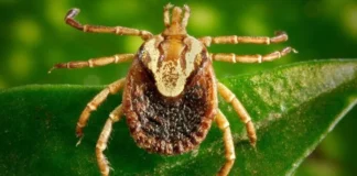 Boa Esperança confirma terceiro caso de febre maculosa em 2026