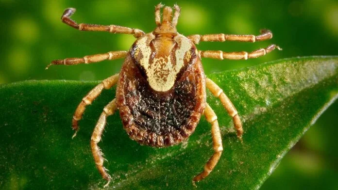 2018_drauzio_febre-maculosa-carrapato-amblyomma-cajennense_Christopher-Paddock-James-Gathany-CDC_outubro_1000x563-696x392